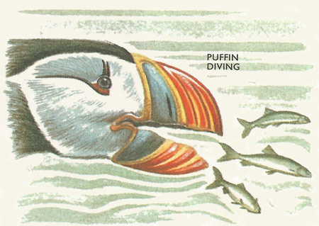 puffin bill