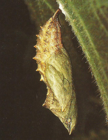 Pupa of the tortoiseshell butterfly