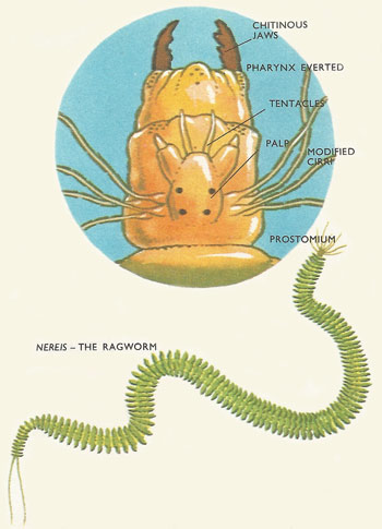 ragworm