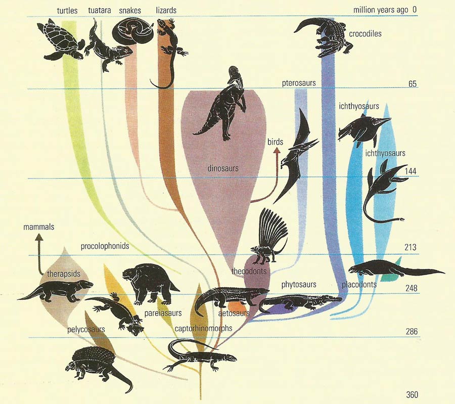 evolution of reptiles