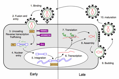 images3/retrovirus life cycle