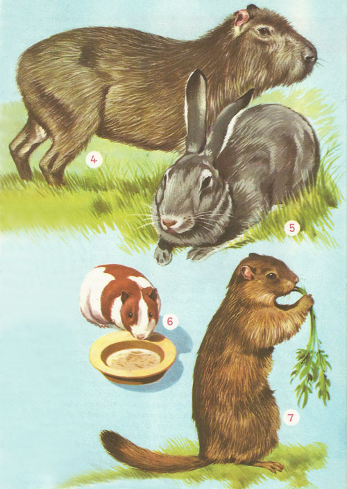 capybara, rabbit, guinea pig, marmot