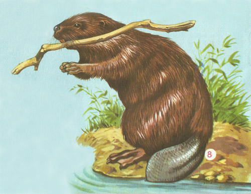 beaver