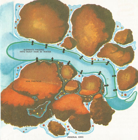 how nutrients enter a root hair