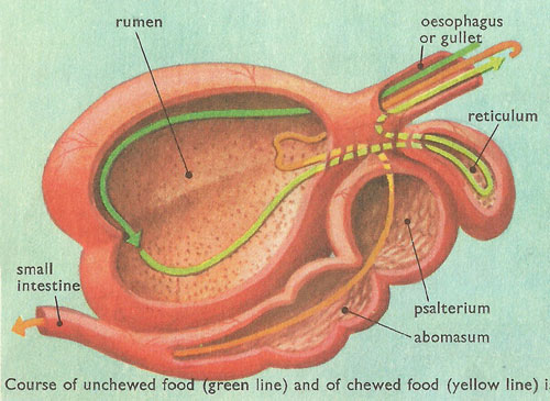 ruminant