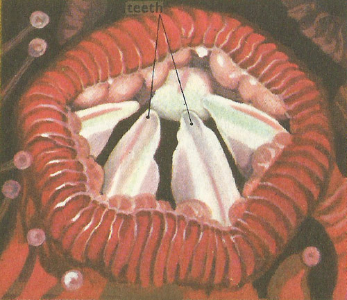 mouth of a sea urchin