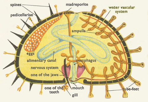 diagrammatic section of a sea urchin