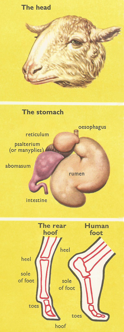 sheep's head, stomach, and foot