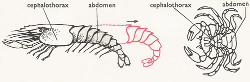 comparison of shrimp and crab anatomy