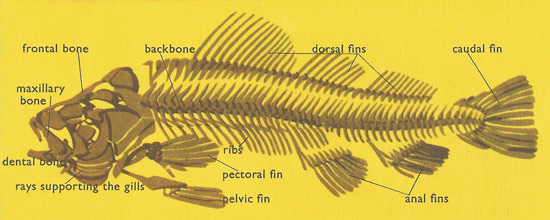 Skeleton of a Teleostean fish