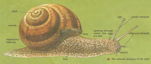 snail external anatomy