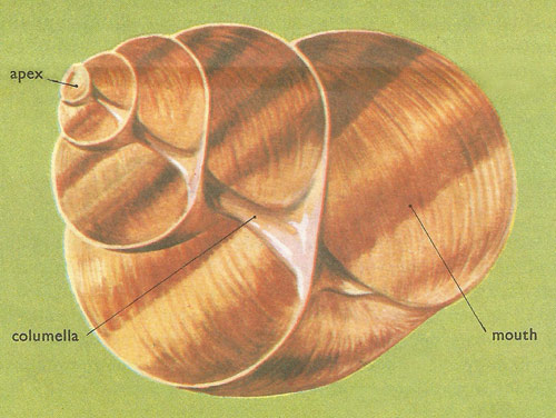 snail shell