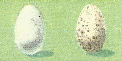 sparrow eggs