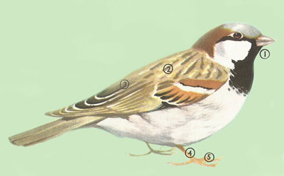 sparrow labeled