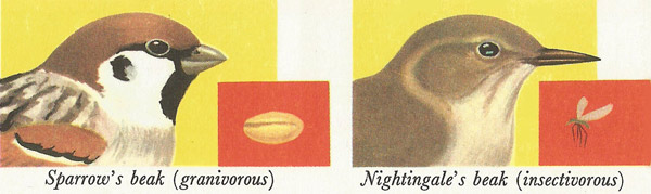 sparrow and nightingale beaks