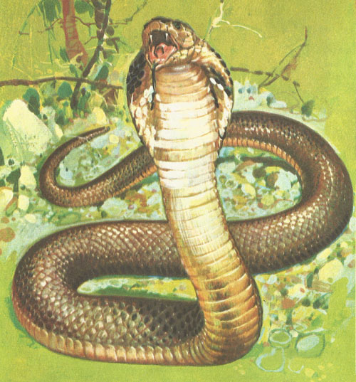 spectacled cobra
