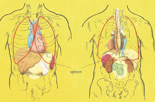 location of the spleen