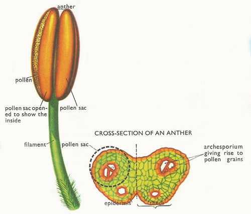 stamen and anther