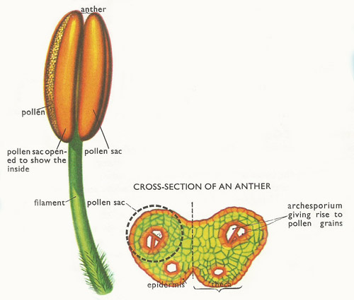 stamen and anther