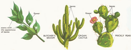 Stages in the germination and early growth of a pea