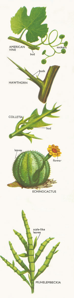 Types of stems