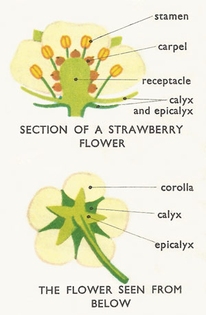 strawberry flower