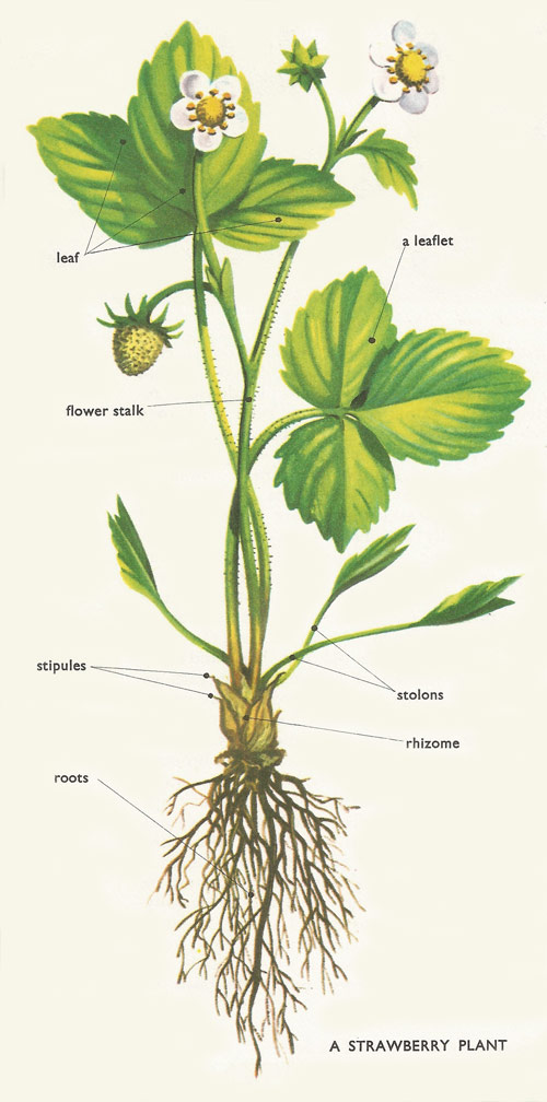 strawberry plant