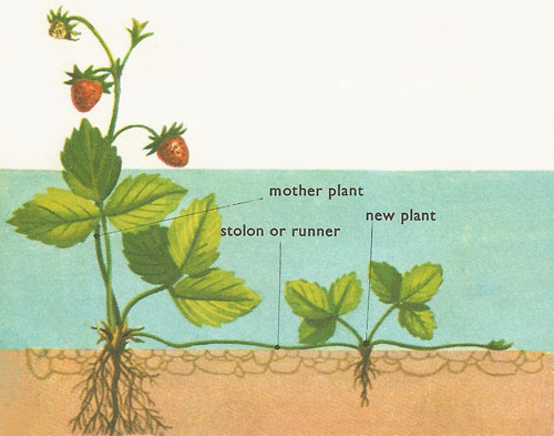 strawberry propagation