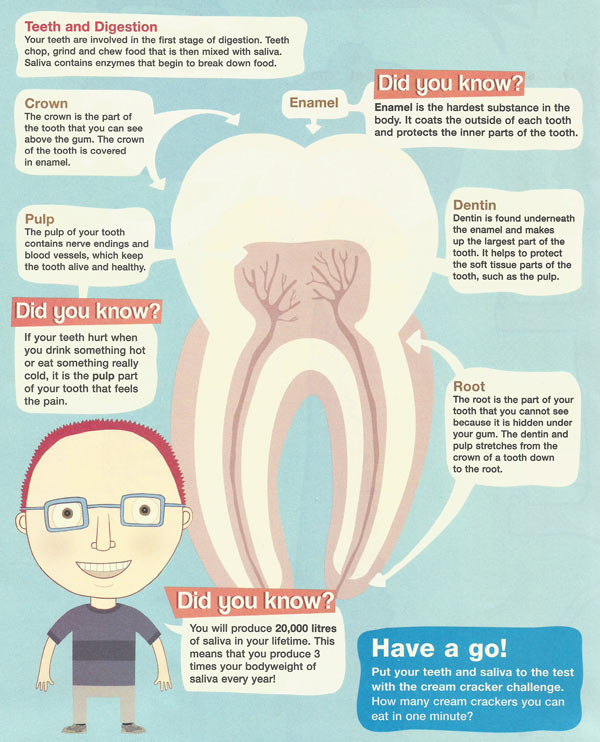 Structure of a tooth