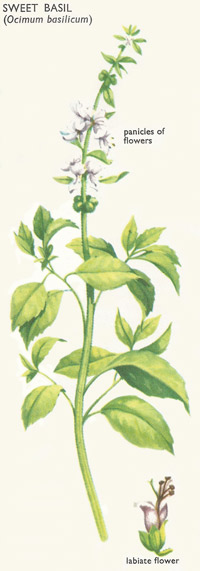 sweet basil