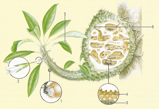 Iridomyrmex ants and the Myrmecodia