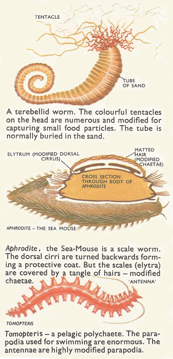 A terebellid worm, Aphrodite, and Tomopteris