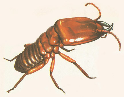 termite