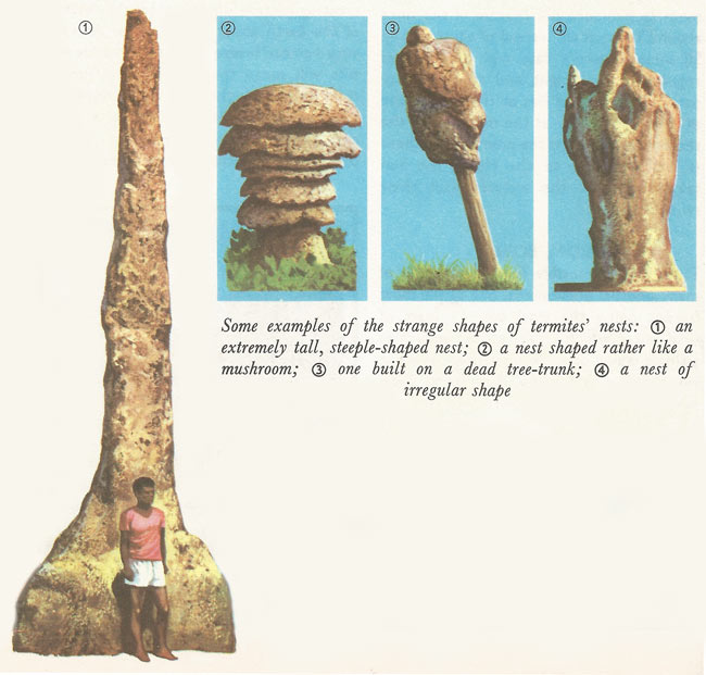 varieties of termite nests