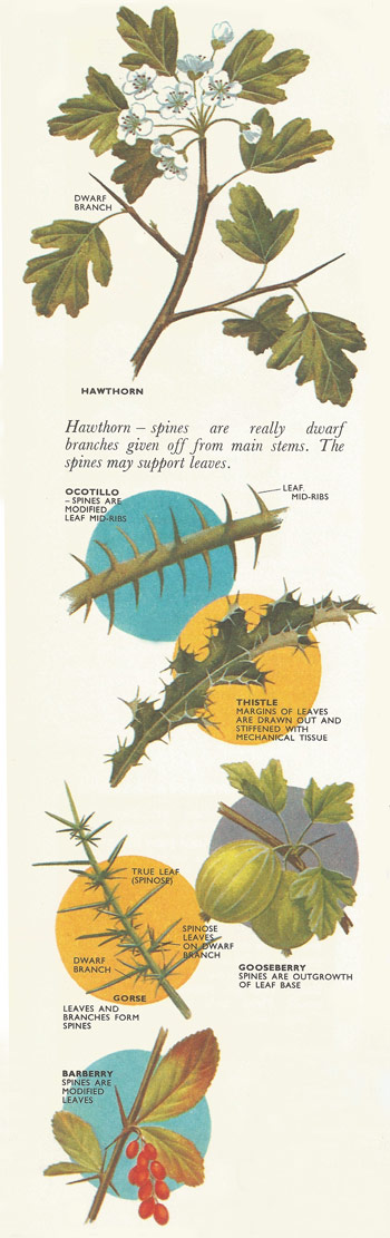 thorns ,prickles, and spines