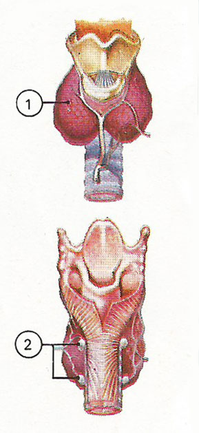 thyroid and parathyroid glands