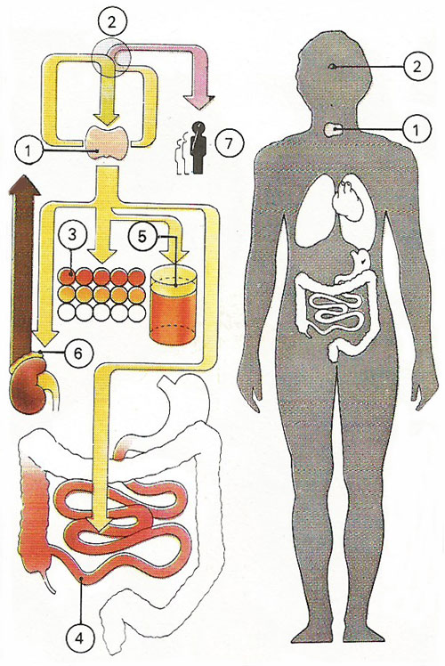 The thyroid and thyroxin