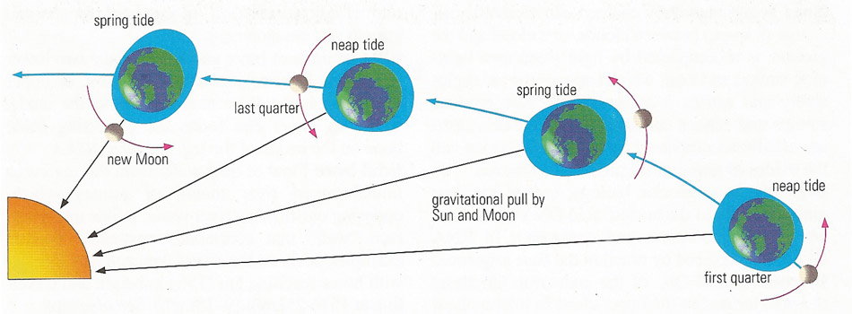 spring and neap tides