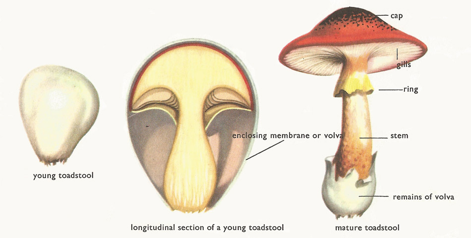 Development and anatomy of a toadstool shown diagrammatically