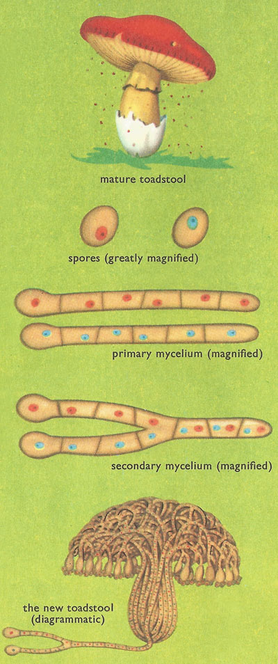 how toadstools reproduce themselves