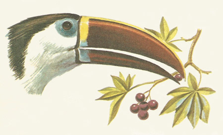 toucan feeding