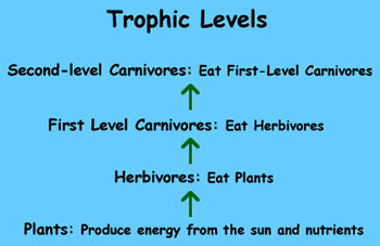 trophic levels