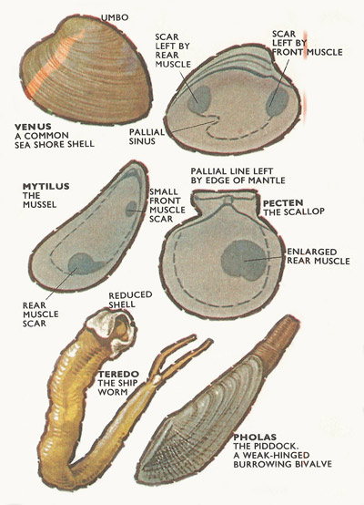 types of bivalve