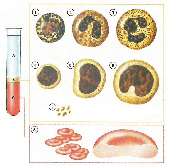 types of blood cells