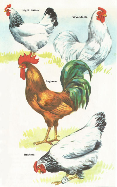 types of hen