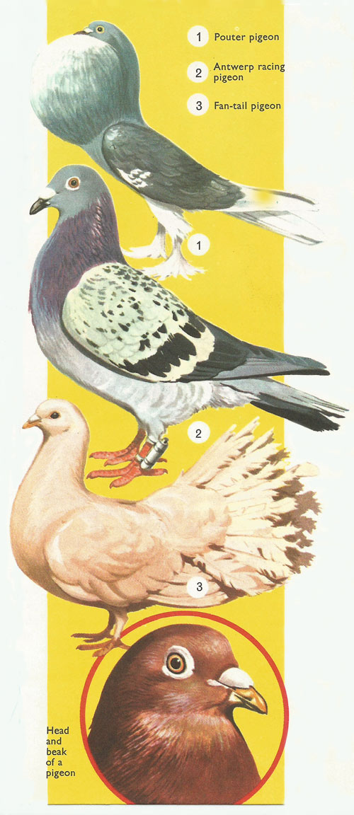 Types of pigeon