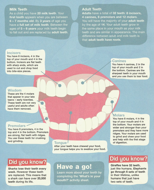 Types of teeth