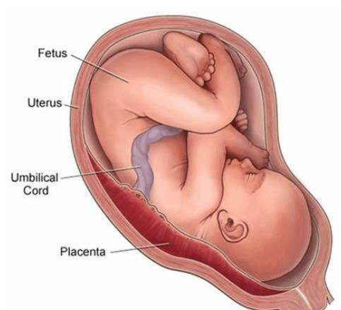 umbilical cord