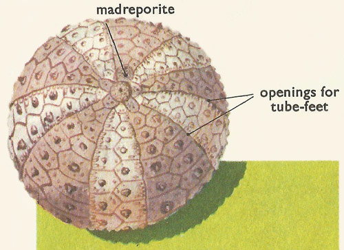 Five-fold radial symmetry shown by the shell of a sea-urchin