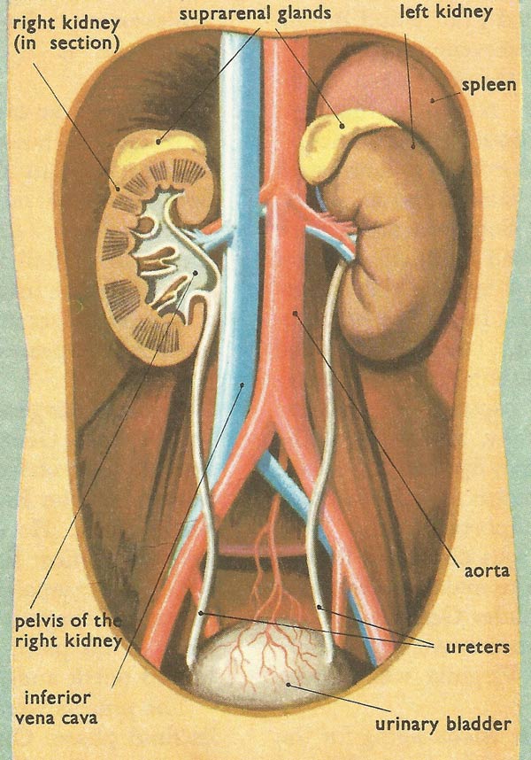 urinary system